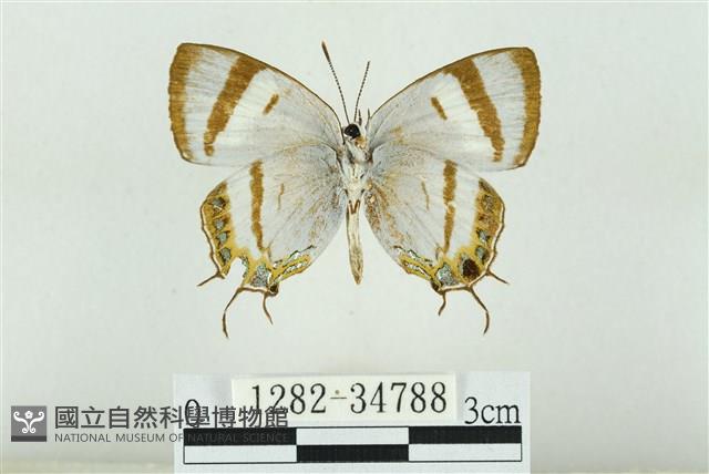 拉拉山鑽灰蝶藏品圖，第2張