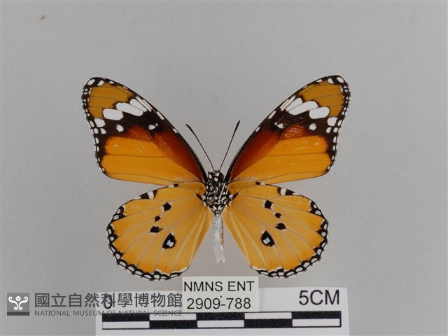 樺斑蝶藏品圖，第2張