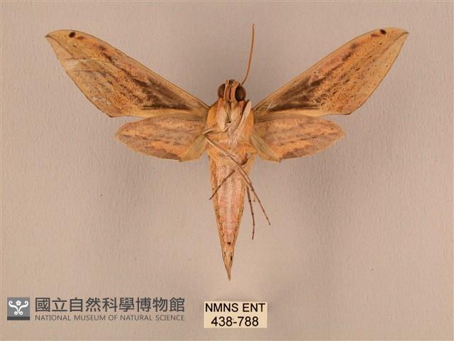 棕綠背線天蛾藏品圖，第2張