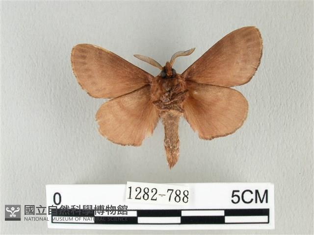 馬尾松枯葉蛾藏品圖，第2張