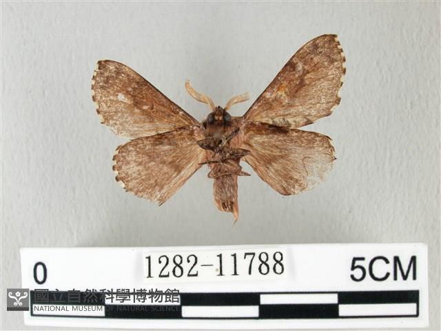 銀肩枯葉蛾藏品圖，第2張