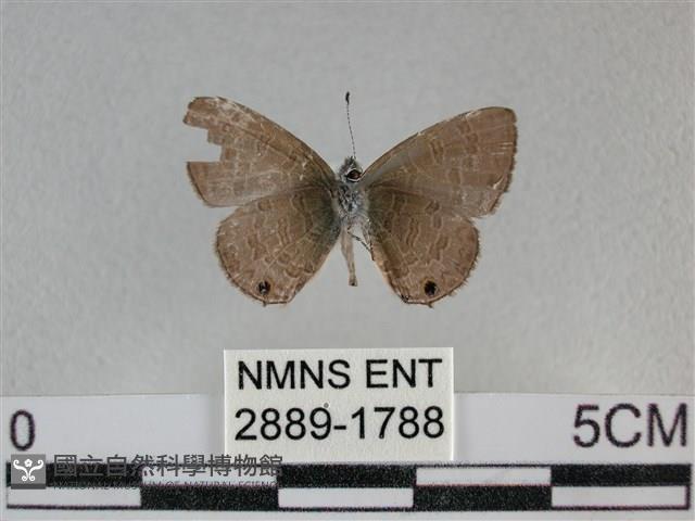 波灰蝶藏品圖，第2張