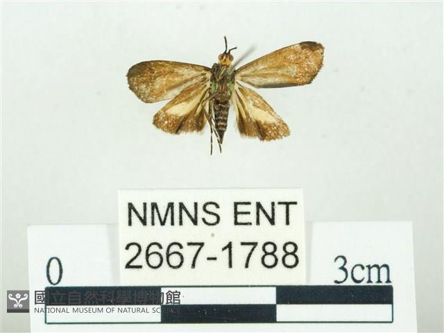 叉紋閃舞蛾藏品圖，第2張