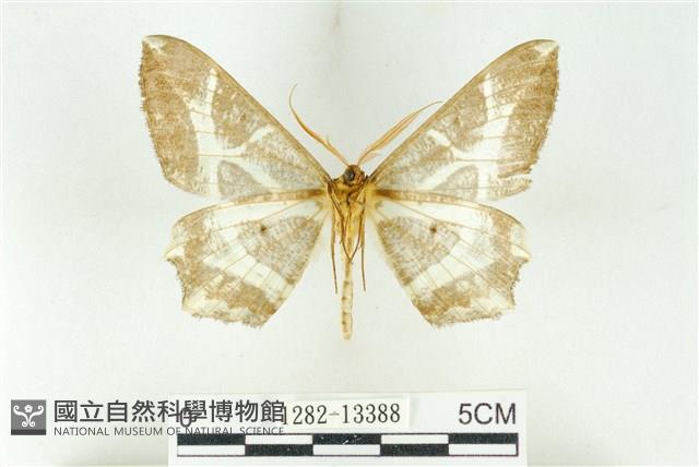 樹形尺蛾藏品圖，第2張