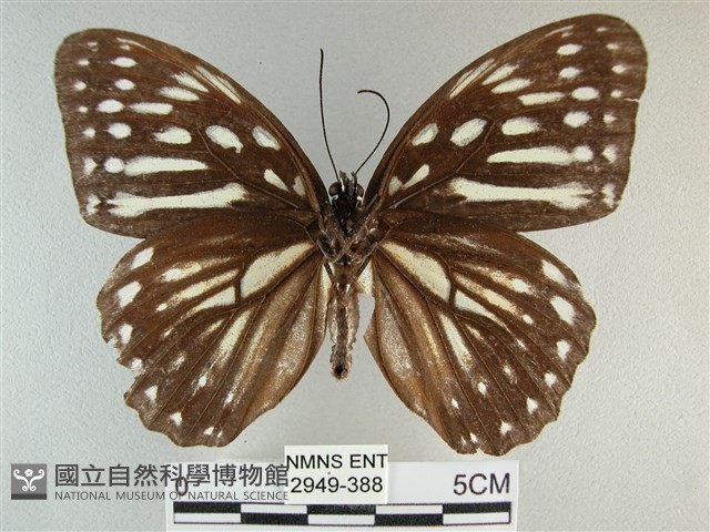 臺灣斑眼蝶藏品圖，第2張