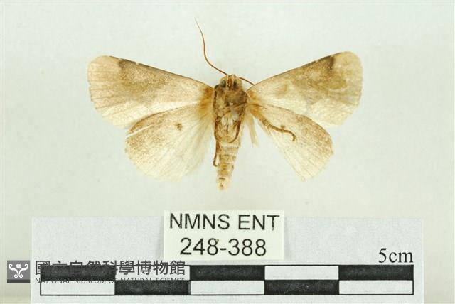 臺灣斑蕊夜蛾藏品圖，第2張