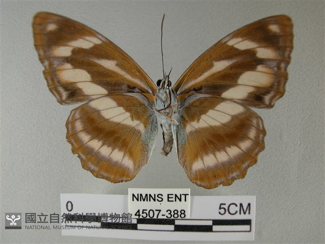 雙色帶蛺蝶藏品圖，第2張