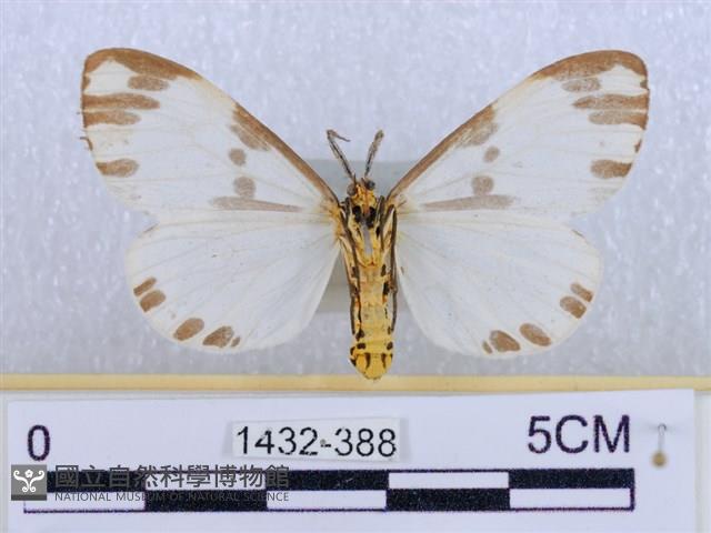 後凸蝶燈蛾藏品圖，第2張