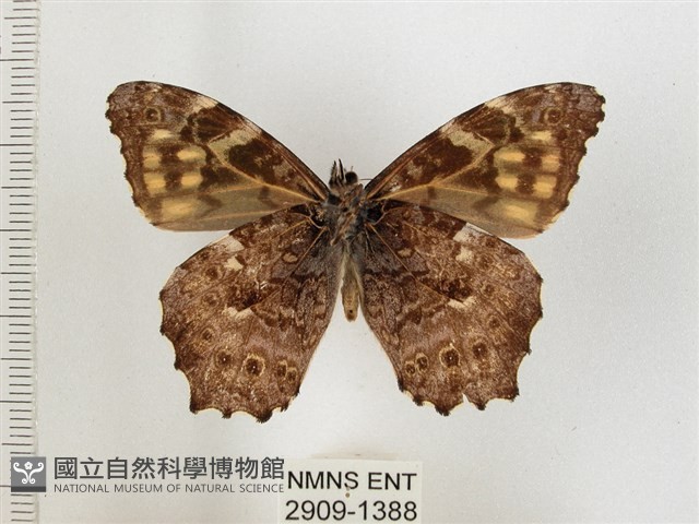 黃斑蔭眼蝶藏品圖，第2張