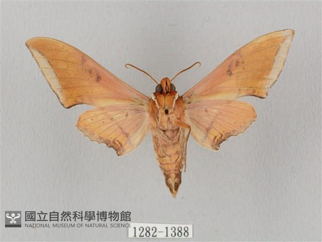 廣東鷹翅天蛾藏品圖，第2張