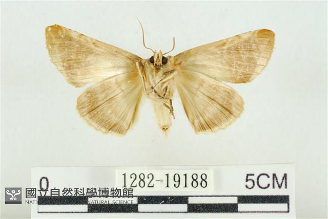 印華波紋蛾藏品圖，第2張