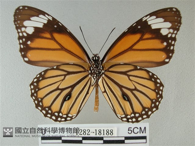 黑脈樺斑蝶藏品圖，第2張