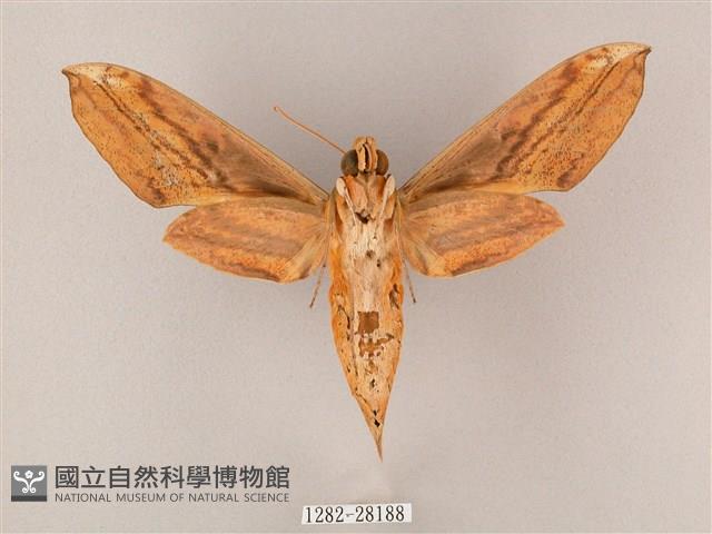 綠背斜紋天蛾藏品圖，第2張