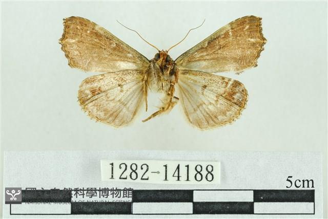 粉紅帶散紋夜蛾藏品圖，第2張