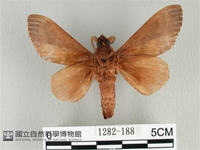 大褐斑枯葉蛾藏品圖，第2張