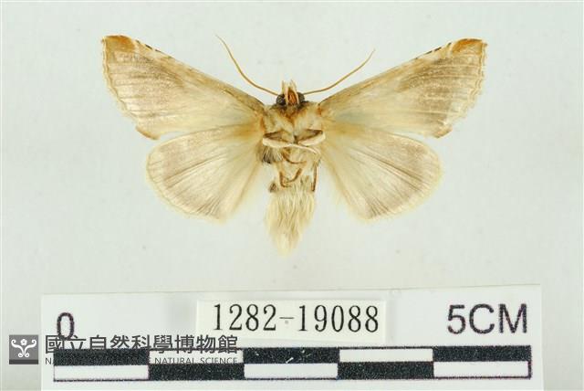 印華波紋蛾藏品圖，第2張