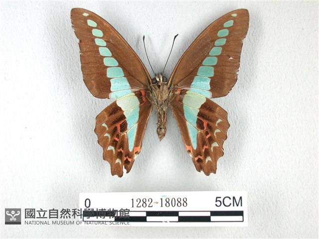 青帶鳳蝶藏品圖，第2張