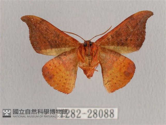 銀端帶鉤蛾藏品圖，第2張