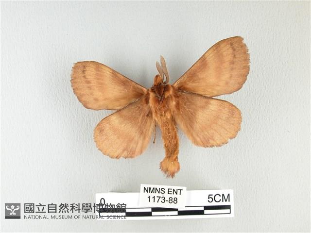 波紋枯葉蛾藏品圖，第2張