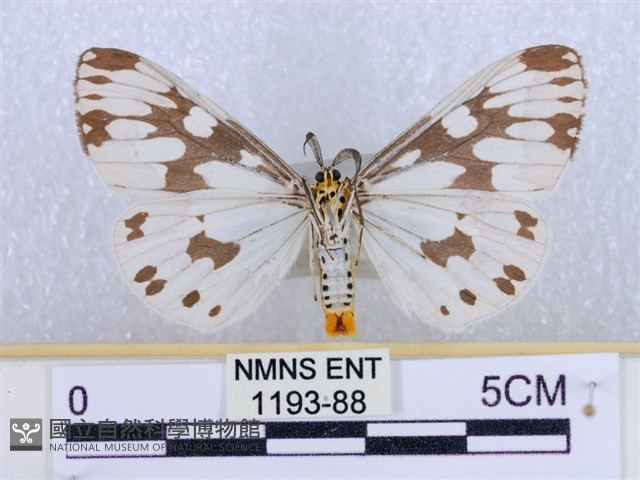 粉蝶燈蛾藏品圖，第2張