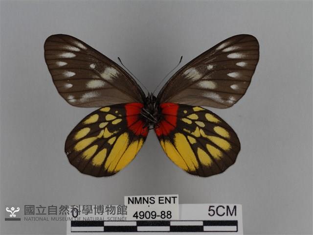 豔粉蝶藏品圖，第2張