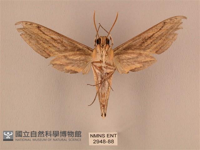 棕綠背線天蛾藏品圖，第2張