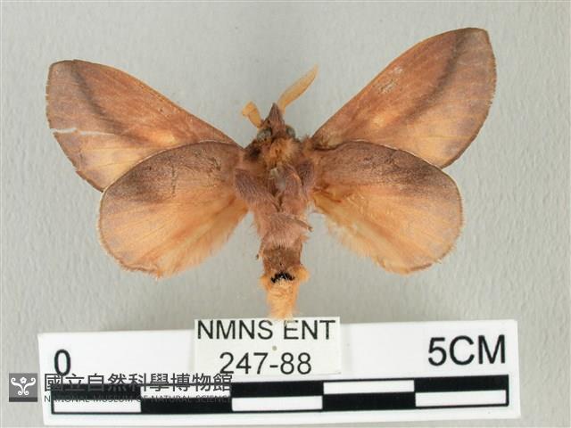 竹黃斜帶枯葉蛾藏品圖，第2張