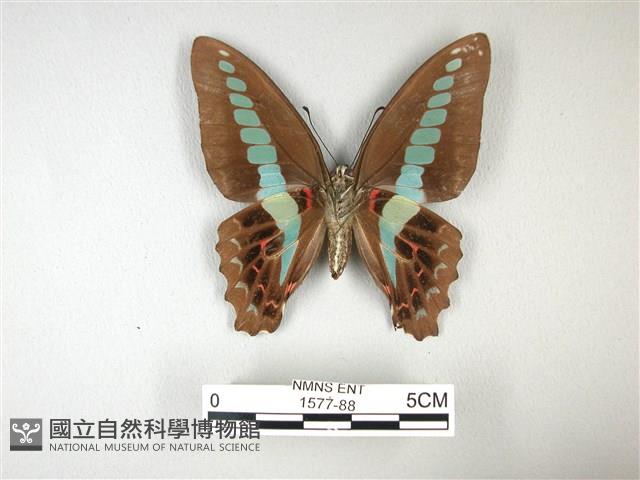 青帶鳳蝶藏品圖，第2張