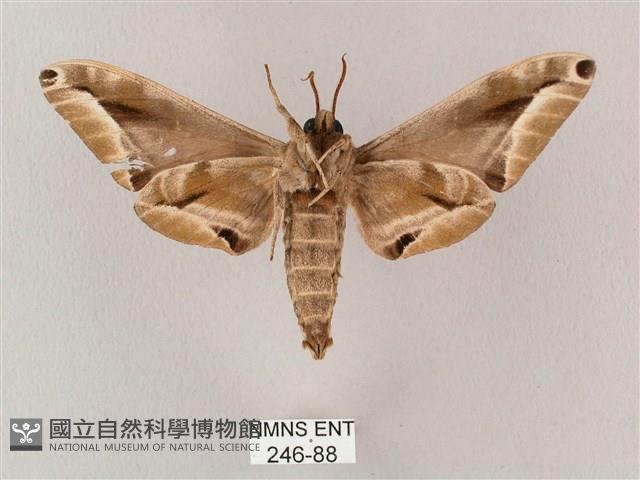 白點天蛾 藏品圖，第2張