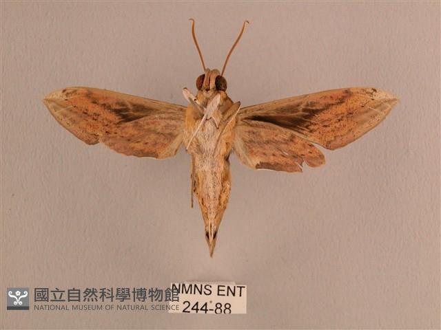 背線天蛾藏品圖，第2張