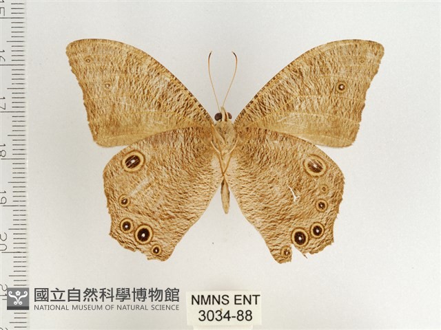 暮眼蝶、樹蔭蝶藏品圖，第2張