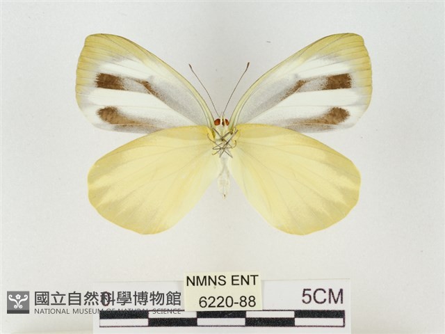 飛龍白粉蝶藏品圖，第2張