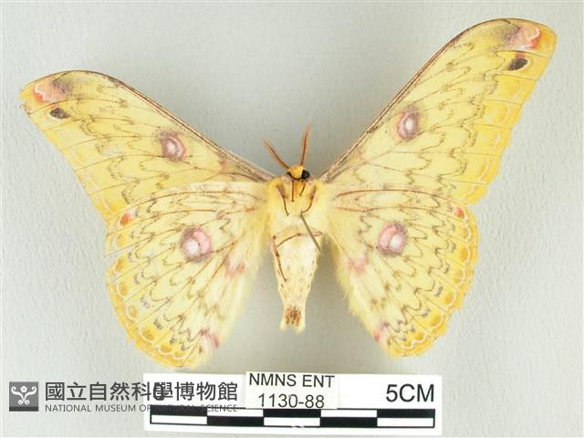 黃豹天蠶蛾藏品圖，第2張