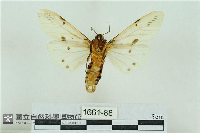 菊池污燈蛾藏品圖，第2張