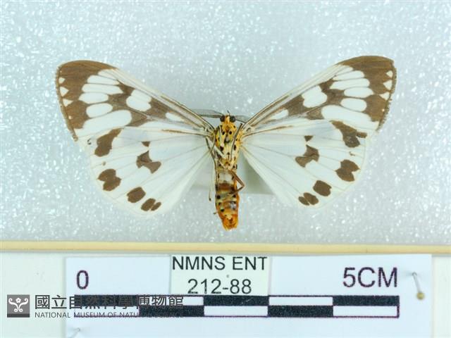 粉蝶燈蛾藏品圖，第2張