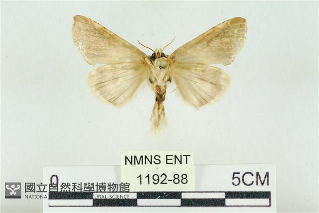 印華波紋蛾藏品圖，第2張