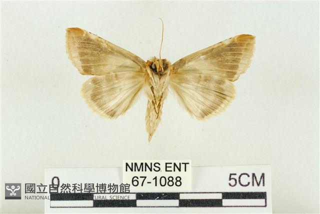 印華波紋蛾藏品圖，第2張