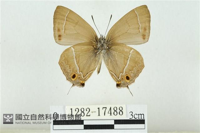 Accession Number:001282-17488 Collection Image, Figure 2, Total 3 Figures