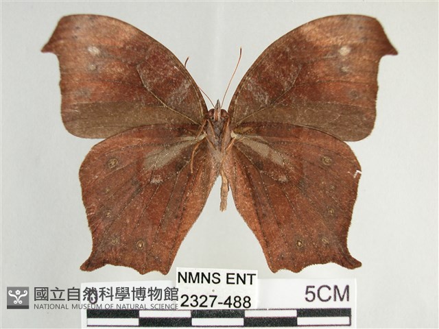 森林暮眼蝶、黑樹蔭蝶藏品圖，第2張