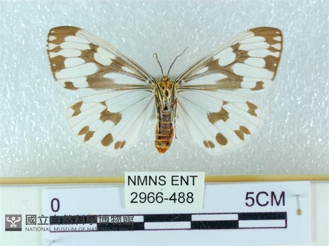 粉蝶燈蛾藏品圖，第2張