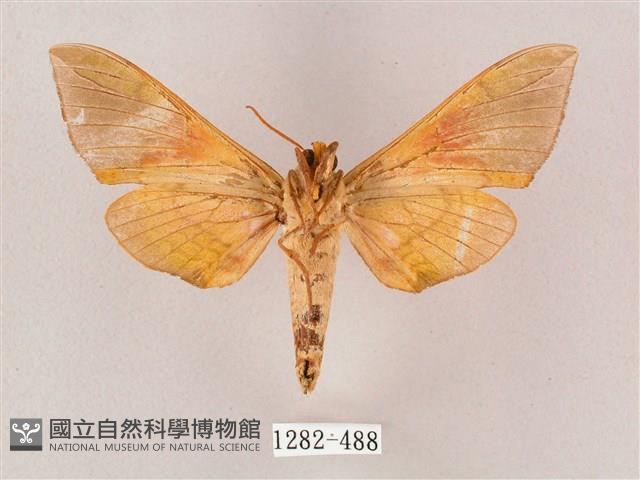 榆綠天蛾藏品圖，第2張