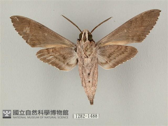 蝦殼天蛾藏品圖，第2張