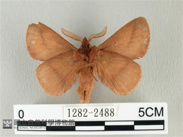 褐斜帶枯葉蛾藏品圖，第2張