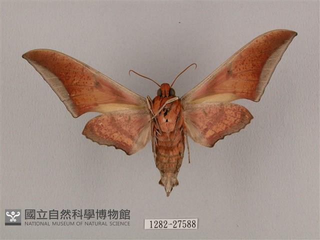 黑帶鷹翅天蛾藏品圖，第2張