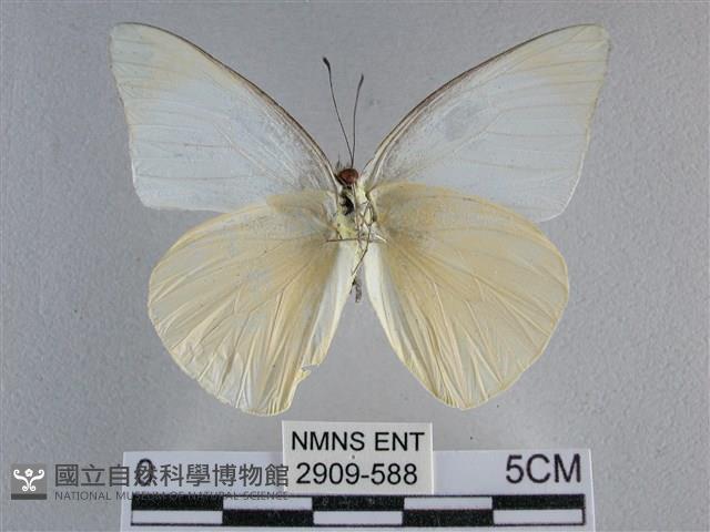 尖翅尖粉蝶藏品圖，第2張