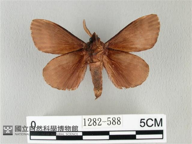 馬尾松枯葉蛾藏品圖，第2張