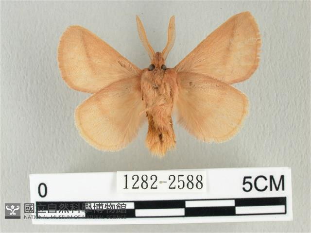 褐斜帶枯葉蛾藏品圖，第2張