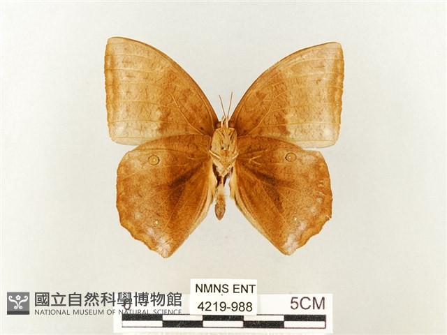 方環蝶藏品圖，第2張