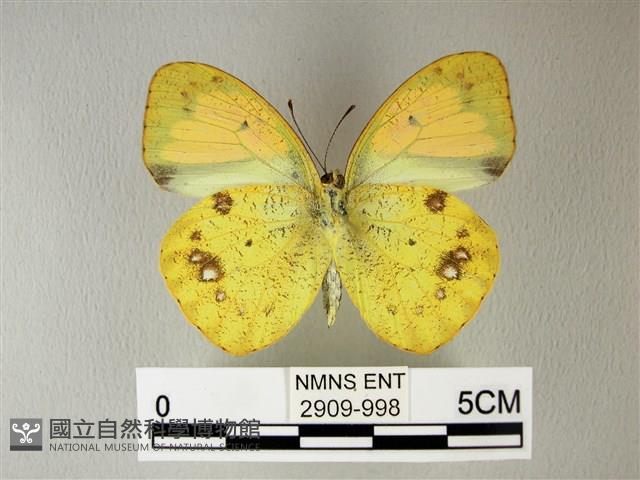 異粉蝶、雌白黃蝶藏品圖，第2張