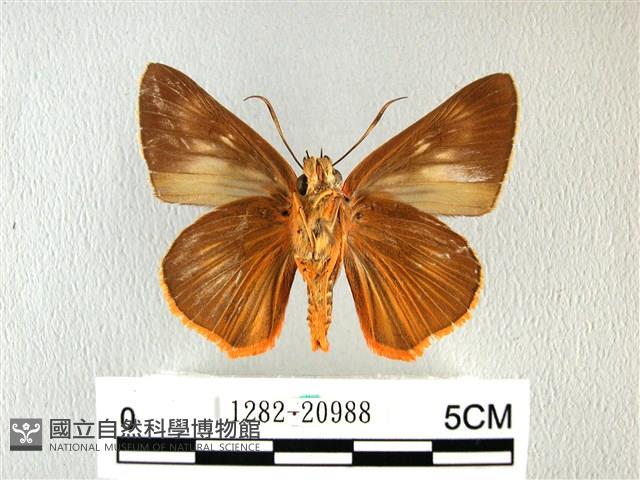 橙翅傘弄蝶藏品圖，第2張